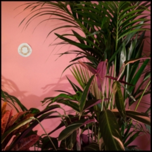 Beaty Heart - Mixed Blessings ryhmässä CD @ Bengans Skivbutik AB (1049644)