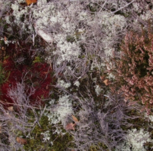 Fursaxa - Mycorrhizae Realm ryhmässä CD @ Bengans Skivbutik AB (1171964)