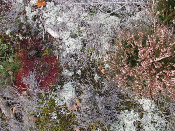 Fursaxa - Mycorrhizae Realm ryhmässä CD / Myydyimmät @ Bengans Skivbutik AB (1171964)