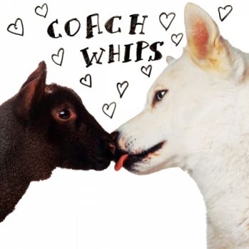 Coachwhips - Bangers Vs Fuckers ryhmässä VINYYLI / Rock @ Bengans Skivbutik AB (1270753)