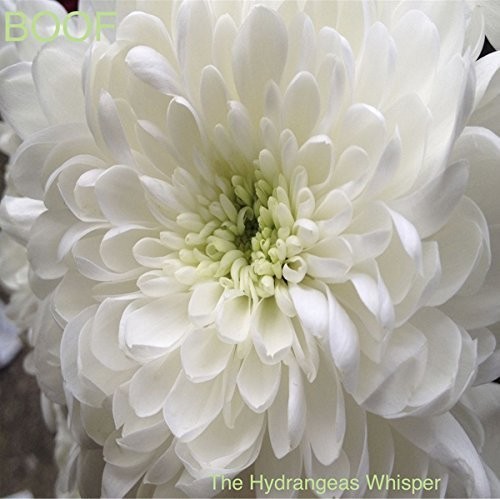 Boof - Hydrangeas Whisper ryhmässä CD / Myydyimmät @ Bengans Skivbutik AB (1335180)