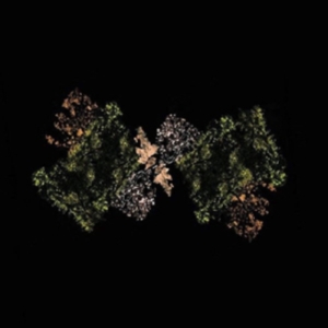 Woodsman - Woodsman ryhmässä VINYYLI @ Bengans Skivbutik AB (1907975)