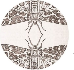 Jute Gyte - Sparrow ryhmässä VINYYLI @ Bengans Skivbutik AB (2400200)