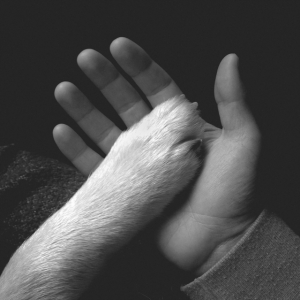 Jaws Of Love - Tasha Sits Close To The Piano ryhmässä VINYYLI @ Bengans Skivbutik AB (2543499)