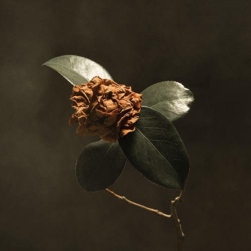 St. Paul & The Broken Bones - Young Sick Camellia ryhmässä CD / Pop @ Bengans Skivbutik AB (3302170)