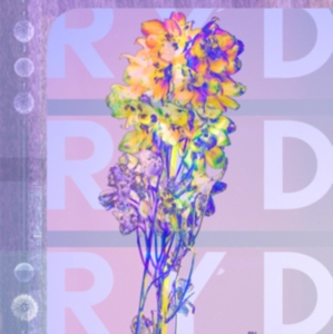 Ryd - Ryd ryhmässä CD @ Bengans Skivbutik AB (3470006)
