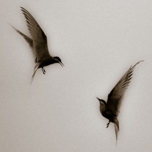 Red Mecca - Every1's A Winner ryhmässä VINYYLI @ Bengans Skivbutik AB (3596654)