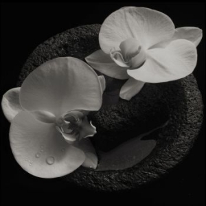 Patton Mike & Jean-Claude Vannier - Corpse Flower ryhmässä CD @ Bengans Skivbutik AB (3633680)