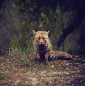 Winterpills - Love Songs ryhmässä VINYYLI @ Bengans Skivbutik AB (3744361)