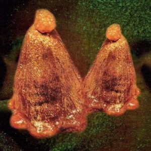 Black To Comm - Oocyte Oil & Stolen Androgens ryhmässä CD @ Bengans Skivbutik AB (3905510)
