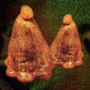 Black To Comm - Oocyte Oil & Stolen Androgens ryhmässä CD @ Bengans Skivbutik AB (3905510)