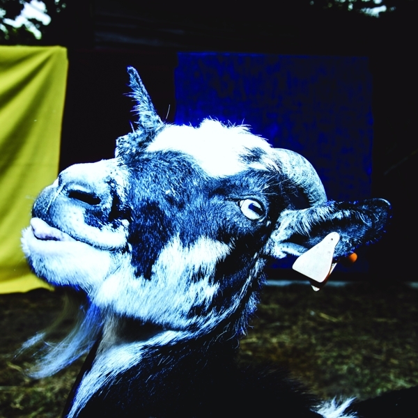 Barely Autumn - Day Trip To The Petting Zoo ryhmässä VINYYLI / Myydyimmät @ Bengans Skivbutik AB (3927885)