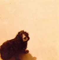 Pumice - Puddles ryhmässä VINYYLI @ Bengans Skivbutik AB (3962161)