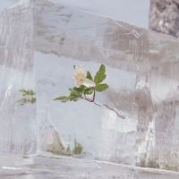 Efterklang - Windflowers (Clear Vinyl) ryhmässä VINYYLI / Rock @ Bengans Skivbutik AB (4027041)