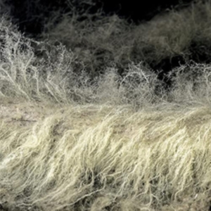 Bauchet Lyonel - Diver ryhmässä CD @ Bengans Skivbutik AB (4036683)