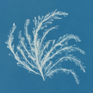 Broadside Hacks - Barbry Allen ryhmässä VINYYLI @ Bengans Skivbutik AB (4149399)