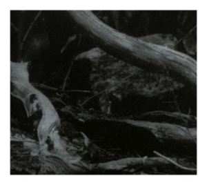 Barren Canyon - World Of Wounds ryhmässä CD @ Bengans Skivbutik AB (4160604)