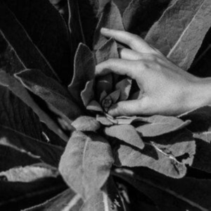 Nanook Of The North - Heide ryhmässä CD @ Bengans Skivbutik AB (4164555)