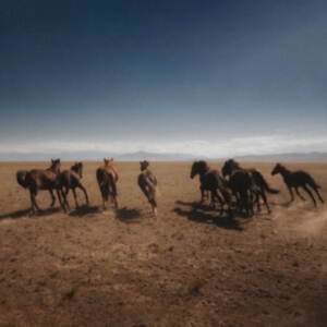 Dan Shake - Verde ryhmässä VINYYLI @ Bengans Skivbutik AB (4256009)