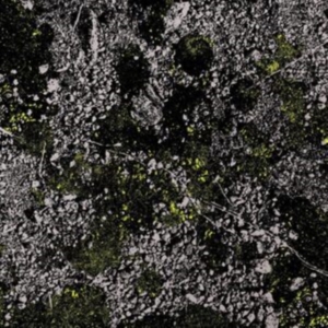 King Gizzard & The Lizard Wizard - Infest The Rats Nest (Live At Red R ryhmässä VINYYLI @ Bengans Skivbutik AB (4287754)