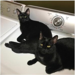 Prekop Sam & John Mcentire - Sons Of ryhmässä VINYYLI @ Bengans Skivbutik AB (4296260)