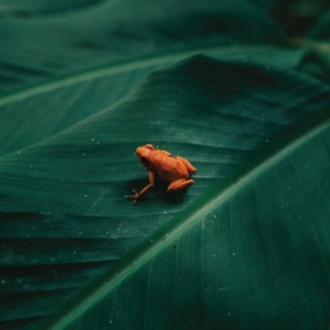 Ingredient - Ingredient ryhmässä VINYYLI @ Bengans Skivbutik AB (4303775)