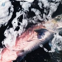Jessika Kenney & Eyvind Kang - Azure ryhmässä VINYYLI / Myydyimmät @ Bengans Skivbutik AB (4313375)