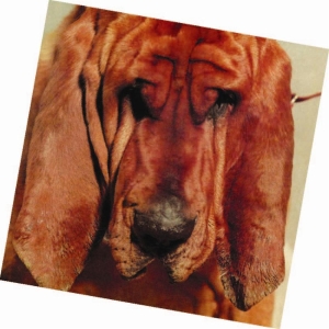 Segall Ty - Goodbye Bread ryhmässä VINYYLI @ Bengans Skivbutik AB (496401)