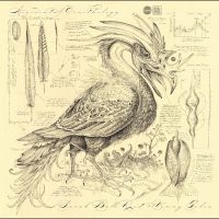 Reid Sarah Belle & Golia Vinny - Accidental Ornithology ryhmässä CD @ Bengans Skivbutik AB (5569554)