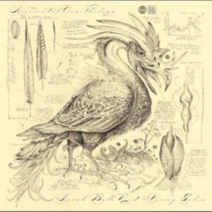 Reid Sarah Belle & Golia Vinny - Accidental Ornithology ryhmässä CD @ Bengans Skivbutik AB (5569554)