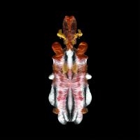 Scraps Of Tape - The Will To Burn (Limited Indie Exc ryhmässä VINYYLI @ Bengans Skivbutik AB (5572515)