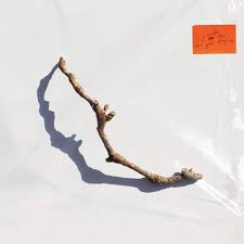 Harvey Pj - Split Seams/Vikt Hörn I Inside The Old Year Dying ryhmässä VINYYLI / Pop-Rock @ Bengans Skivbutik AB (5587941)