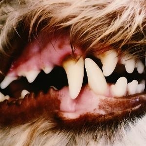 Lucius - Lucius ryhmässä CD @ Bengans Skivbutik AB (5592159)