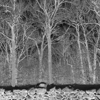 Pile - Sunshine And Balance Beams (Ltd Tra ryhmässä VINYYLI @ Bengans Skivbutik AB (5634411)