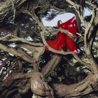 Frances Hannah - Nested In Tangles (Ruby Red Vinyl) ryhmässä VINYYLI / Kommande / World Music @ Bengans Skivbutik AB (5638015)