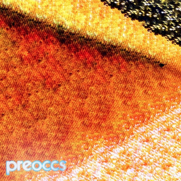 Preoccupations - Mur/Ponr (Yellow Vinyl) ryhmässä ME SUOSITTELEMME / Perjantain julkaisut / 2025-10-10 @ Bengans Skivbutik AB (5639155)
