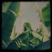 Lagoss - Plátano Tapes ryhmässä Pop-Rock @ Bengans Skivbutik AB (5643292)