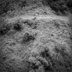 Tivel Anna - Animal Poem ryhmässä ME SUOSITTELEMME / Perjantain julkaisut / 2025-11-14 @ Bengans Skivbutik AB (5644294)