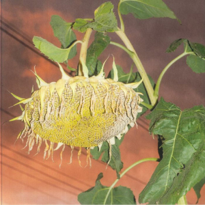 Phatness - Fillerkiller (Vinyl LP) ryhmässä VINYYLI / Elektroniskt @ Bengans Skivbutik AB (5646737)