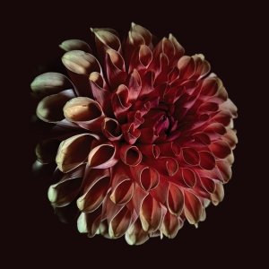 Jessica Moss - Unfolding ryhmässä VINYYLI / Kommande / Dance-Techno @ Bengans Skivbutik AB (5646857)