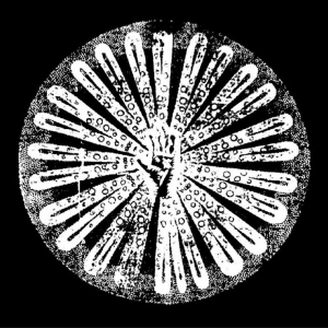 Filhos - Vol.2 ryhmässä Nyheter / Pop-Rock @ Bengans Skivbutik AB (5648363)