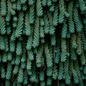 May Hank - Tails ryhmässä CD / Pop-Rock @ Bengans Skivbutik AB (5650924)