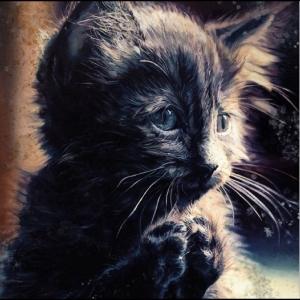 Perzeptiverdampfkesselqualmtbesinnl - Pussy Disco ryhmässä CD / Kommande / Pop-Rock @ Bengans Skivbutik AB (5656575)