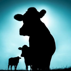 Singülar - Singülar ryhmässä CD / Kommande / Jazz @ Bengans Skivbutik AB (5657746)