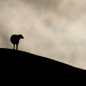 Hyacinthuset - Gå (Vänd Inte Om) ryhmässä VINYYLI / Nyheter / Pop-Rock @ Bengans Skivbutik AB (5664563)