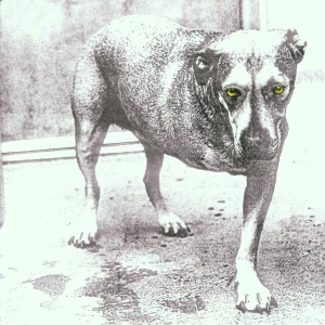Alice In Chains - Alice In Chains ryhmässä CD @ Bengans Skivbutik AB (662079)