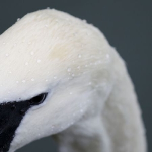 Echoes - Pursuit ryhmässä CD / Pop-Rock @ Bengans Skivbutik AB (983580)