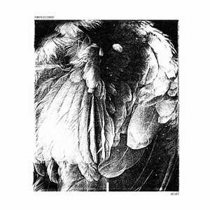Crisci Domenico - Velvet