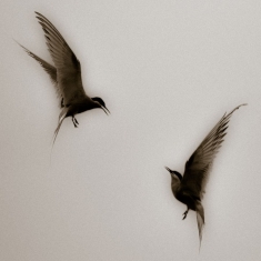 Red Mecca - Every1's A Winner