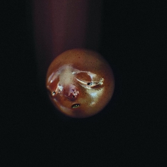 Poolblood - Mole
